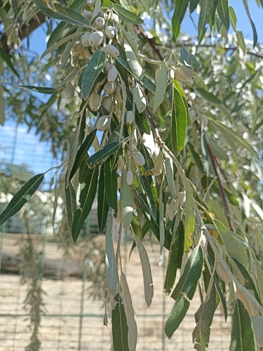 Russian olive