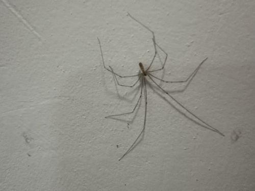 Long-bodied Cellar Spider