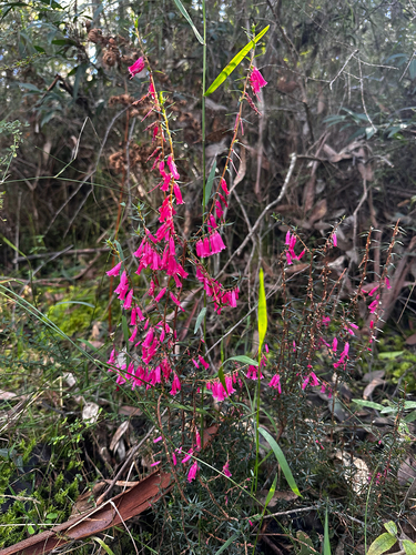 Common Heath
