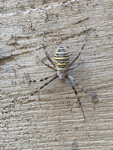 Wasp Spider