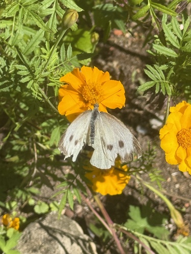 Large White