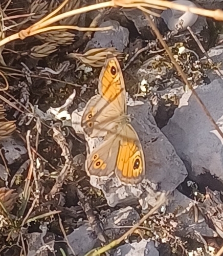 Large Wall Brown