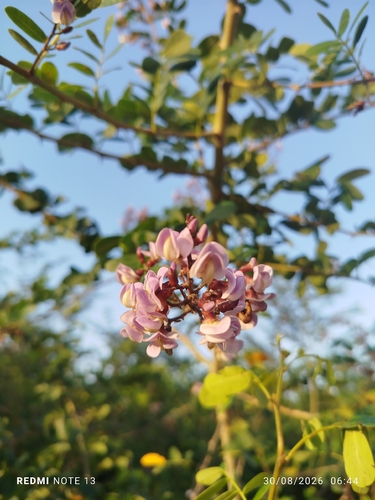 cat's claw