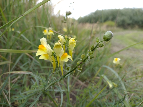 common toadflax