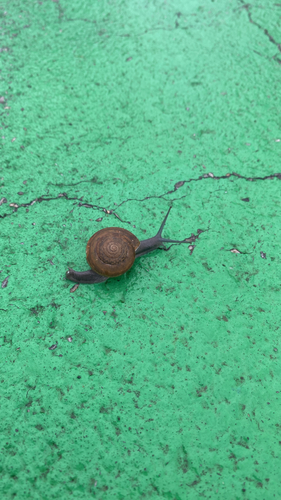 Siamese Common Snail