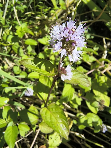 watermint