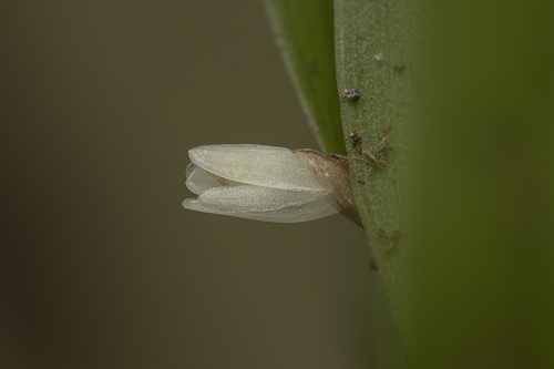 Scaphyglottis sickii