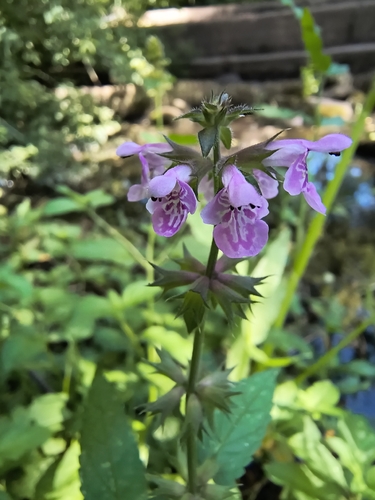 Marsh Woundwort