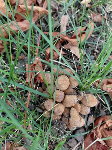 mica cap