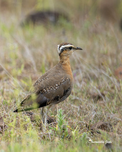 Indian Courser