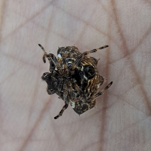 Spinybacked Orbweaver