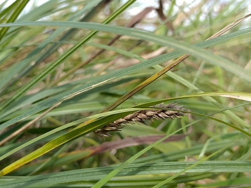 hairy sedge