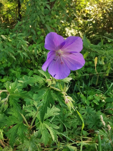 Meadow Crane's-bill