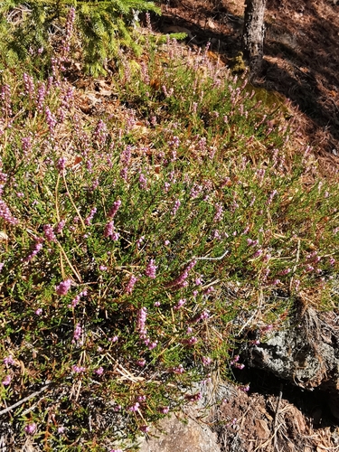 common heather