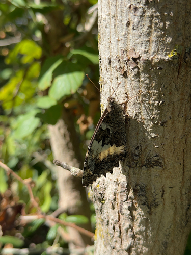 Great Banded Grayling