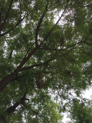 Neem