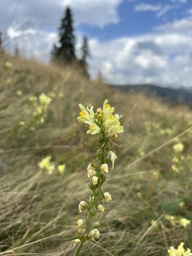 common toadflax