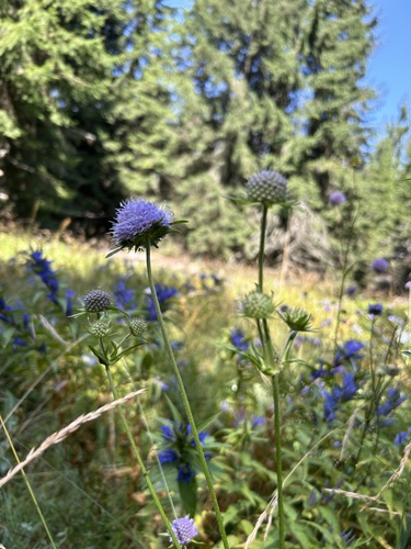 Devil's-bit Scabious