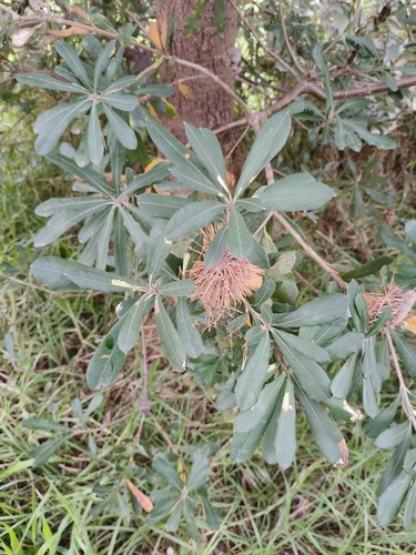 Coastal Banksia