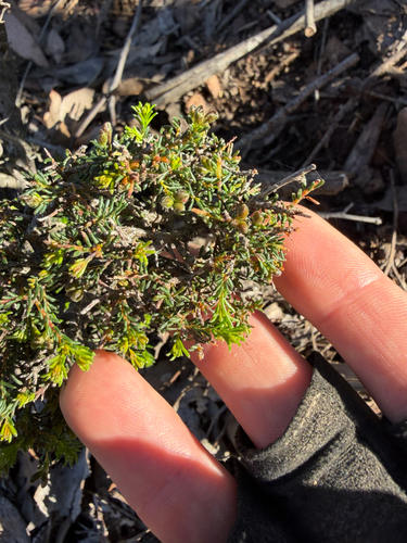 small-leaf parrot-pea
