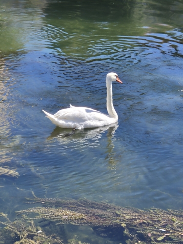 Mute Swan