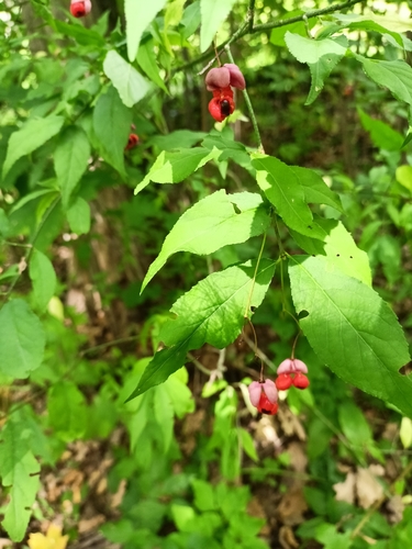 Warty-barked Spindle