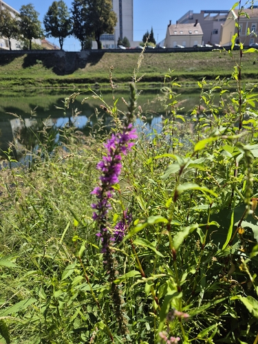 purple loosestrife