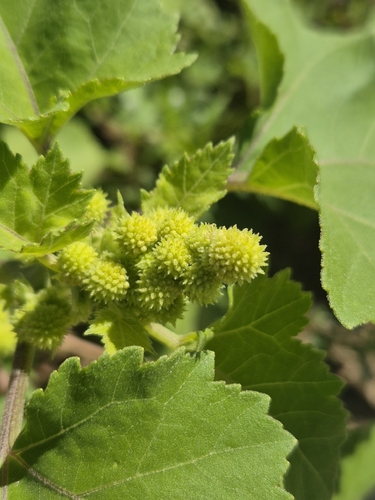 common cocklebur