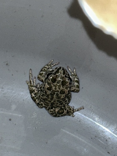 African Green Toad