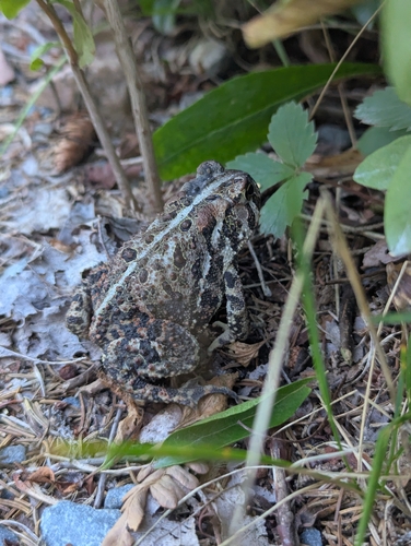 American Toad