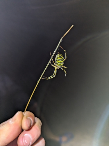 Wasp Spider