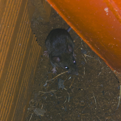 fulvous pygmy rice rat