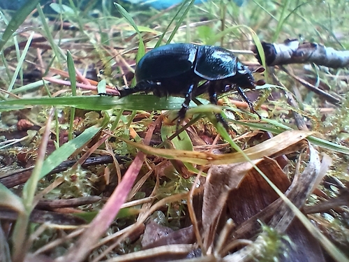 Woodland Dor Beetle