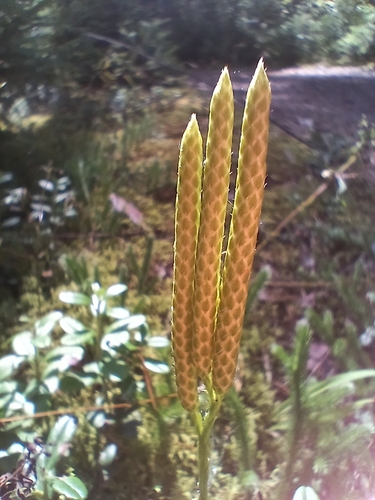 stag's-horn clubmoss
