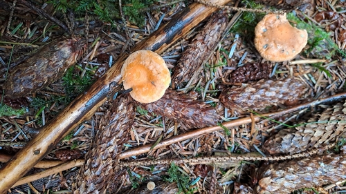 False Chanterelle