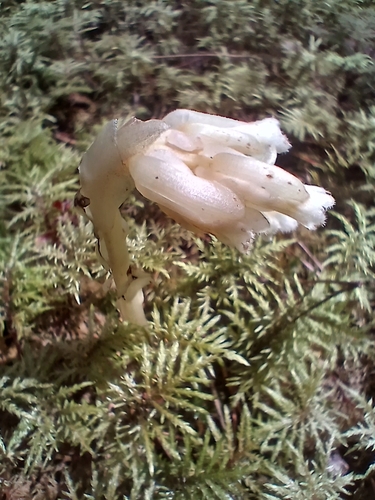 pinesap