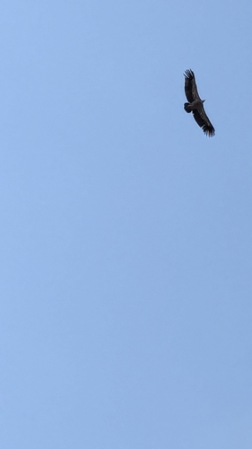 Eurasian Griffon