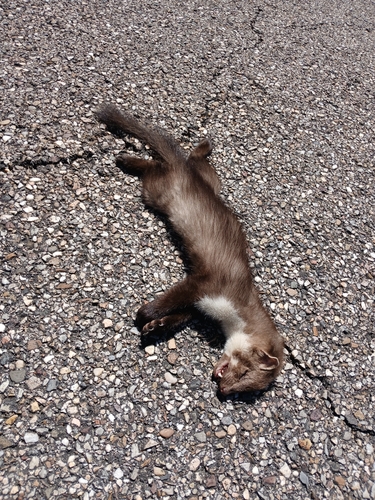 Stone Marten