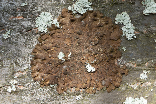 Abraded Camouflage Lichen