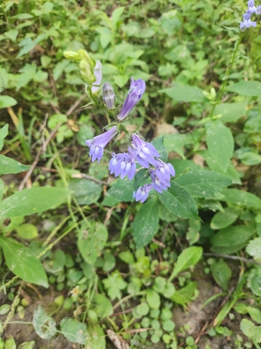 great blue lobelia