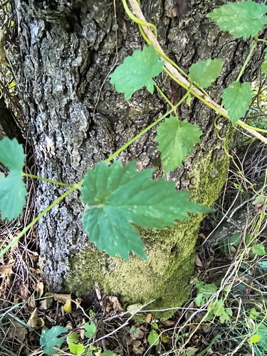 common hops