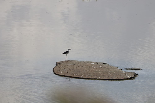Black-winged Stilt