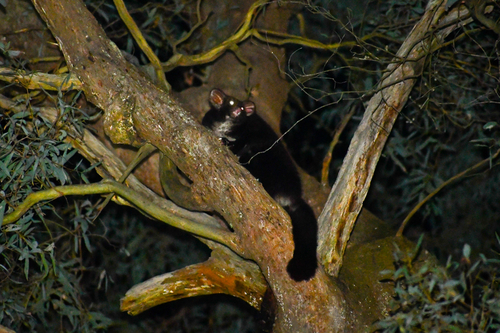 Greater Glider