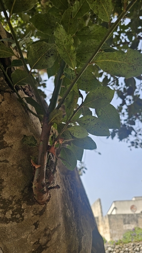 Bay laurel