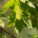 Sycamore Maple - Photo (c) Fero Bednar, all rights reserved, uploaded by Fero Bednar