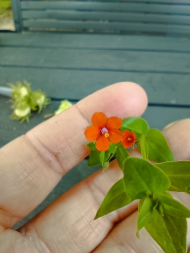 scarlet pimpernel
