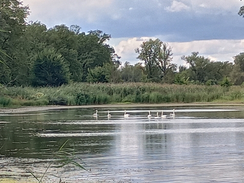 Mute Swan