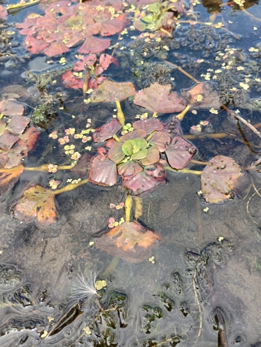 Water caltrop