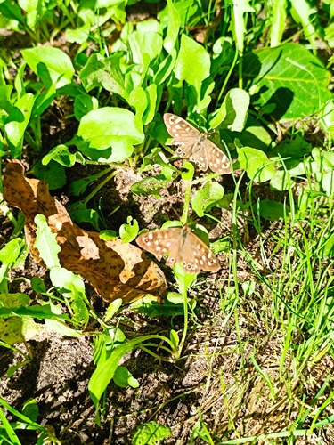 Speckled Wood