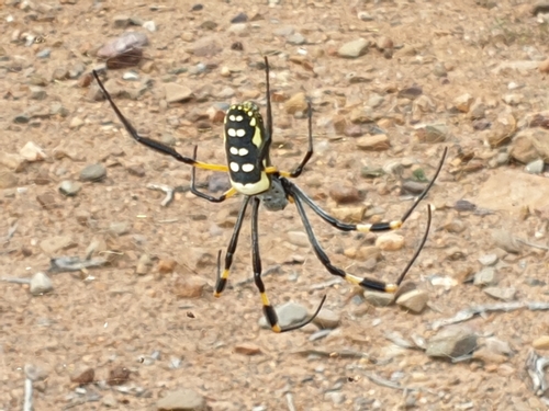 banded-legged golden orb-web spider